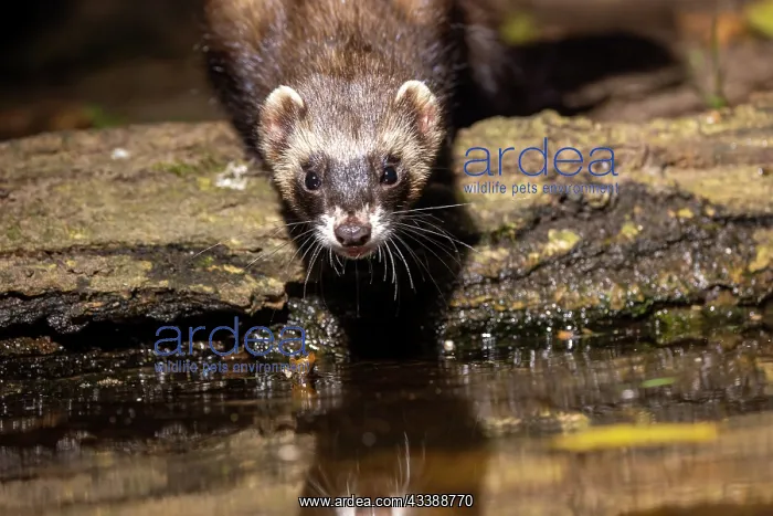 : EUROPEAN POLECAT : EUROPEAN POLECAT