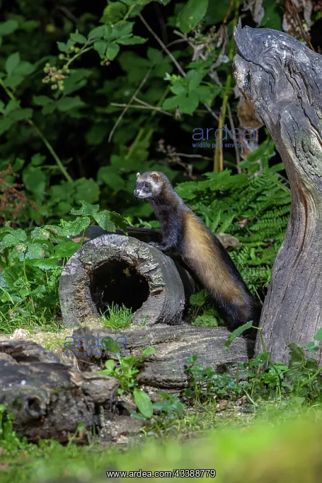 : EUROPEAN POLECAT : EUROPEAN POLECAT