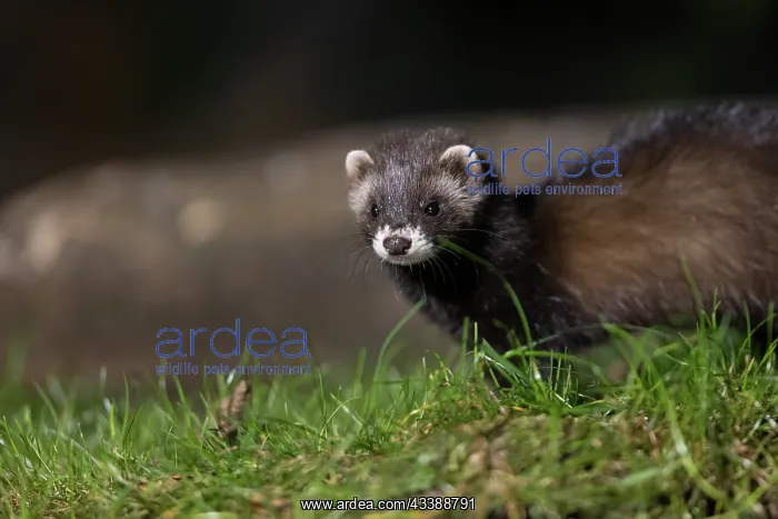 : EUROPEAN POLECAT : EUROPEAN POLECAT