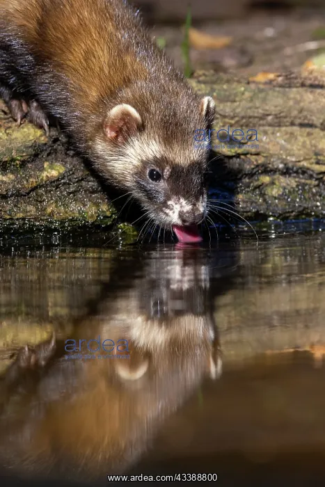 : EUROPEAN POLECAT : EUROPEAN POLECAT