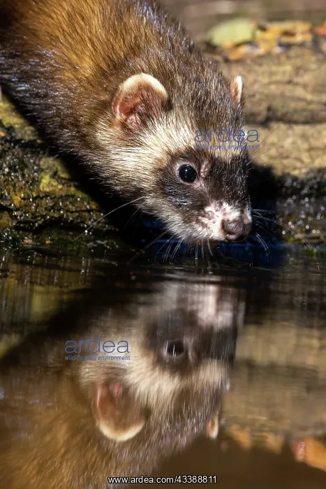 : EUROPEAN POLECAT : EUROPEAN POLECAT