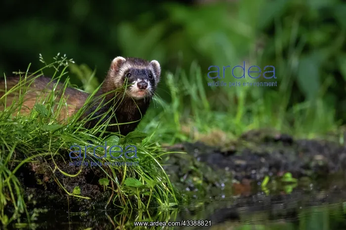  : EUROPEAN POLECAT