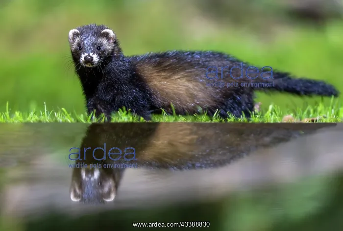 : EUROPEAN POLECAT : EUROPEAN POLECAT