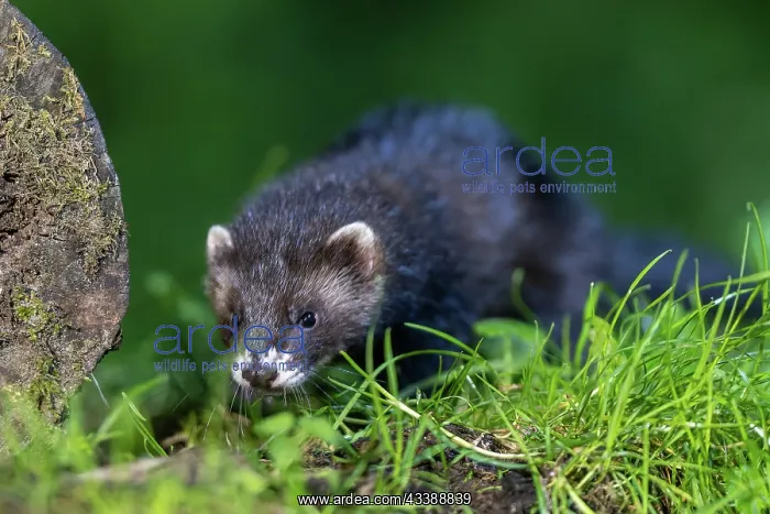 : EUROPEAN POLECAT : EUROPEAN POLECAT