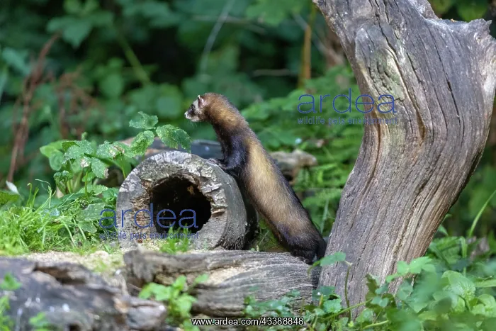 : EUROPEAN POLECAT : EUROPEAN POLECAT