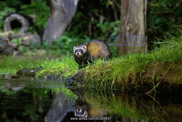  : EUROPEAN POLECAT