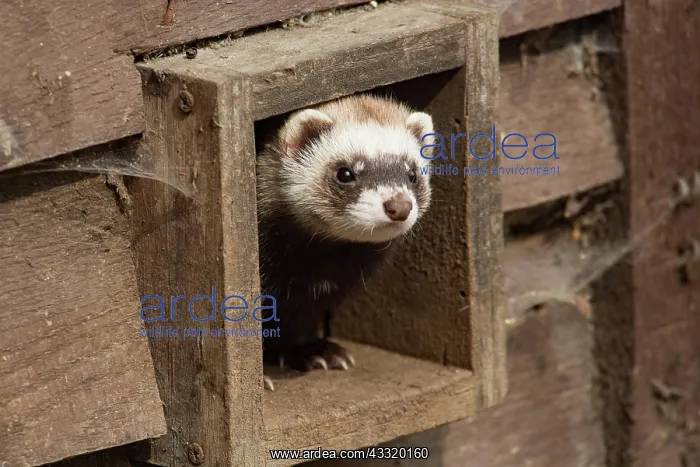  : European polecat (Mustela putorius)
