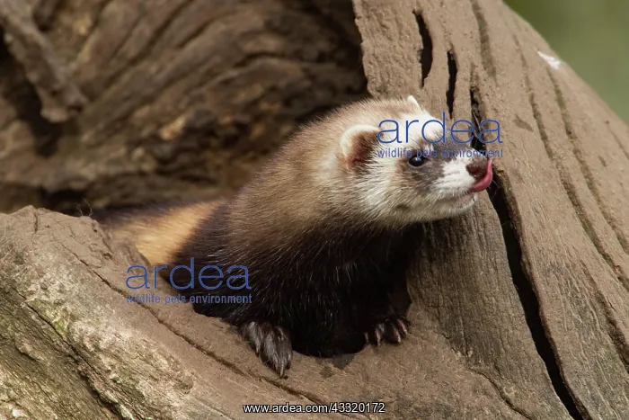  : European polecat (Mustela putorius)