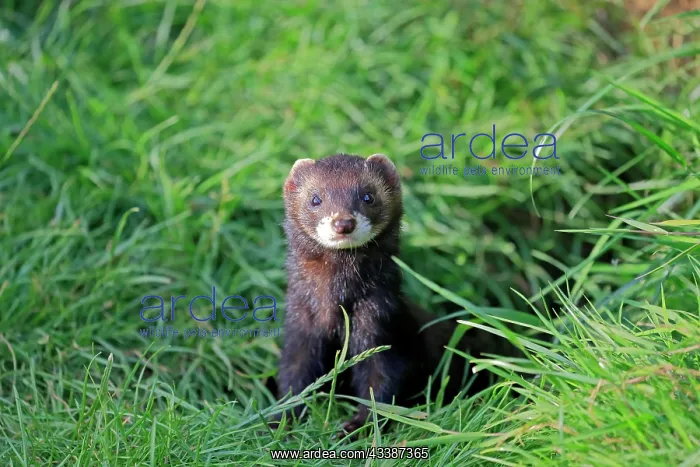 : European polecat (Mustela putorius), young, alert, i : European polecat (Mustela putorius), young, alert, i