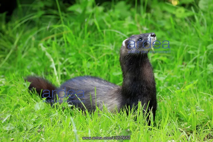 : European polecat (Mustela putorius), adult alert : European polecat (Mustela putorius), adult alert