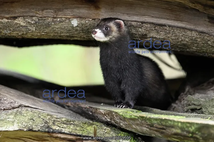 : European polecat (Mustela putorius) also called