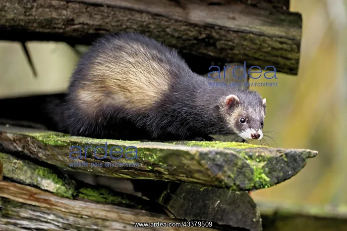  : European polecat (Mustela putorius) also called