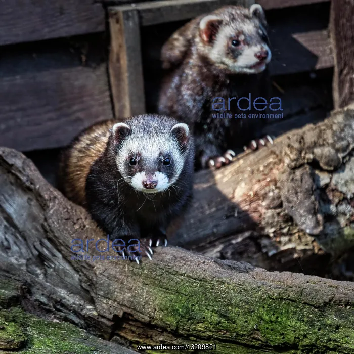 : European polecat (Mustela putorius), two forest : European polecat (Mustela putorius), two forest