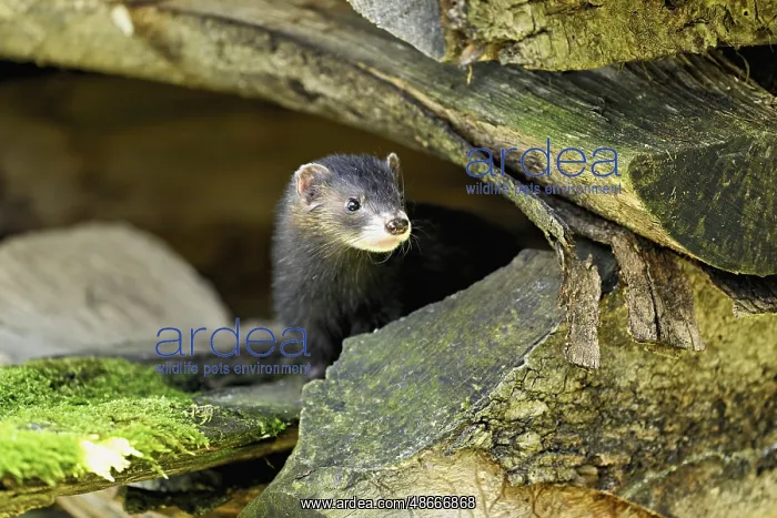 : European polecat (Mustela putorius) or forest polecat : European polecat (Mustela putorius) or forest polecat