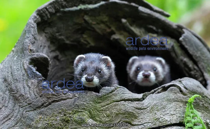 : European polecat (Mustela putorius) or wood lech : European polecat (Mustela putorius) or wood lech