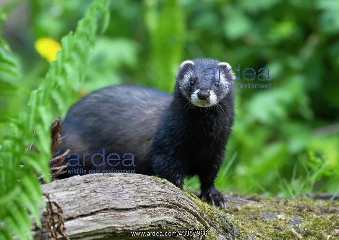 : European polecat (Mustela putorius) or wood tiger : European polecat (Mustela putorius) or wood tiger