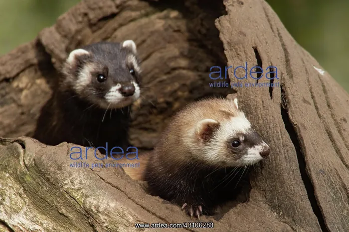 : European polecats (Mustela putorius) : European polecats (Mustela putorius)