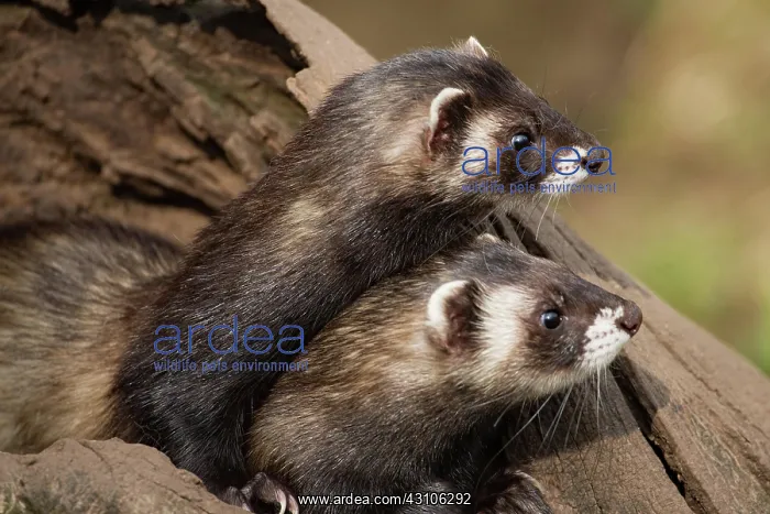 : European polecats (Mustela putorius) : European polecats (Mustela putorius)