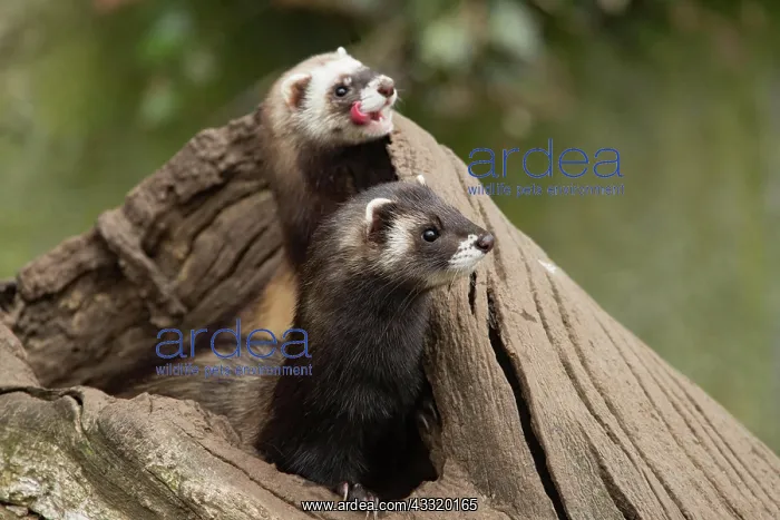 : European polecats (Mustela putorius) : European polecats (Mustela putorius)