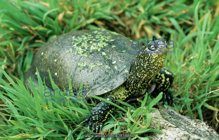 : European Pond Terrapin : European Pond Terrapin