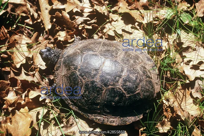 : European Pond Terrapin : European Pond Terrapin