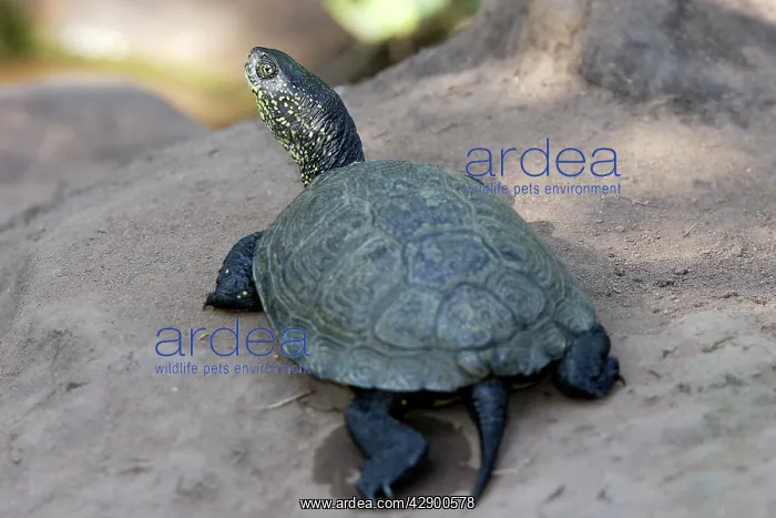 : European Pond Terrapin : European Pond Terrapin