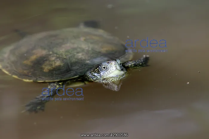 : European Pond Terrapin - in water : European Pond Terrapin - in water