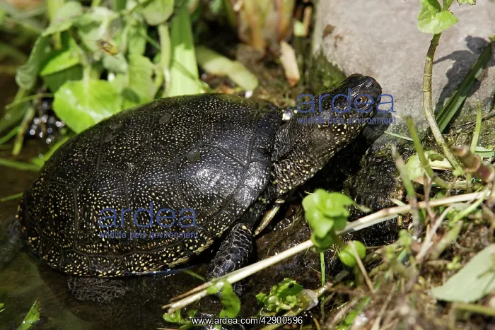 : European Pond Terrapin - in water : European Pond Terrapin - in water
