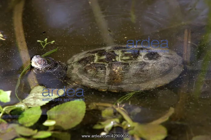 : European Pond Terrapin - in water : European Pond Terrapin - in water