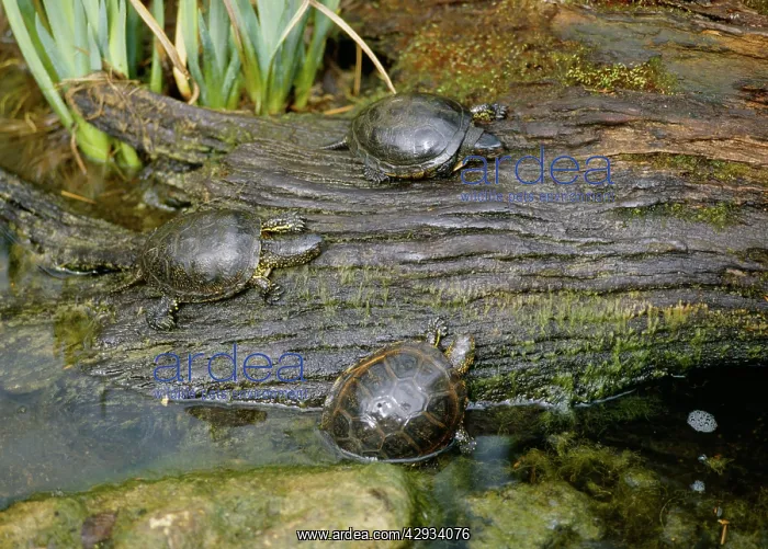 : European Pond Terrapins : European Pond Terrapins