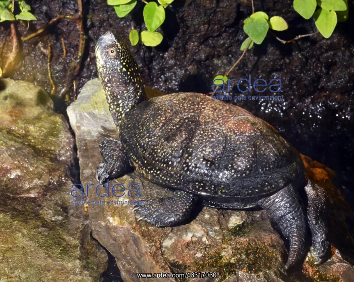 : European Pond Tortoise, ponds and lakes in central : European Pond Tortoise, ponds and lakes in central