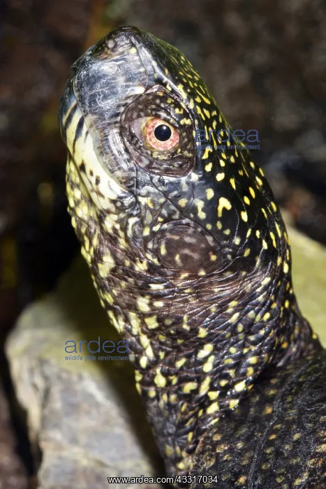 : European Pond Tortoise, ponds and lakes in central : European Pond Tortoise, ponds and lakes in central