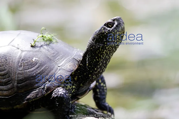 : European Pond Turtle : European Pond Turtle