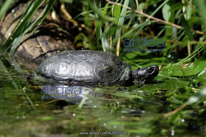 : European Pond Turtle : European Pond Turtle