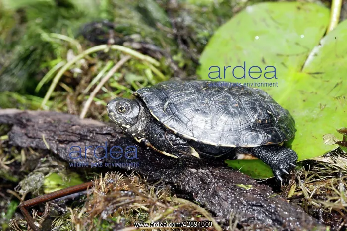 : European Pond Turtle : European Pond Turtle