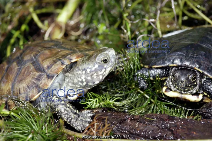 : European Pond Turtle : European Pond Turtle