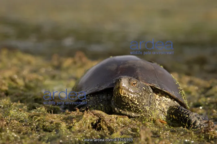 : European Pond Turtle : European Pond Turtle