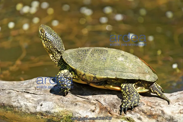 : European pond turtle (Emys orbicularis) : European pond turtle (Emys orbicularis)