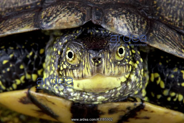 : European pond turtle (Emys orbicularis), France : European pond turtle (Emys orbicularis), France