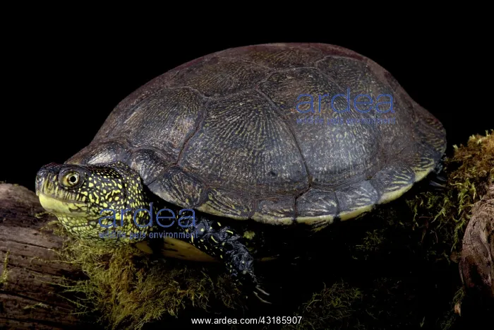 : European pond turtle (Emys orbicularis), France : European pond turtle (Emys orbicularis), France