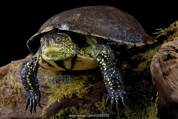 : European pond turtle (Emys orbicularis), France : European pond turtle (Emys orbicularis), France