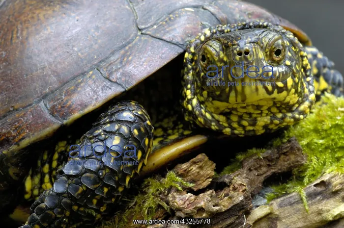 : European Pond Turtle (Emys orbicularis) portrai : European Pond Turtle (Emys orbicularis) portrai