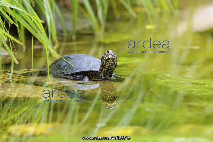 : A European pond turtle (Emys orbicularis) rests in shallow water on a stone lying in the pond : A European pond turtle (Emys orbicularis) rests in shallow water on a stone lying in the pond