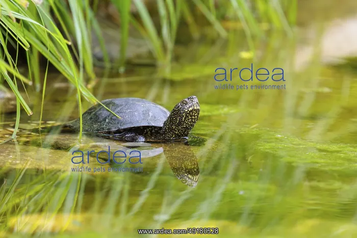 : A European pond turtle (Emys orbicularis) rests in shallow water on a stone lying in the pond : A European pond turtle (Emys orbicularis) rests in shallow water on a stone lying in the pond