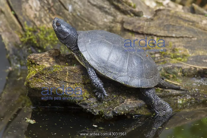 : European Pond Turtle - resting turtle - Germany : European Pond Turtle - resting turtle - Germany