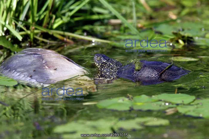 : European Pond Turtle / Terrapin - eating a dead : European Pond Turtle / Terrapin - eating a dead