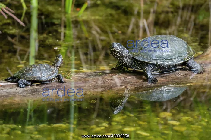 : European pond turtles (Emys orbicularis), sitting : European pond turtles (Emys orbicularis), sitting