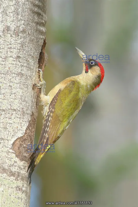 : European (Populus tremula) green woodpecker (Picus : European (Populus tremula) green woodpecker (Picus