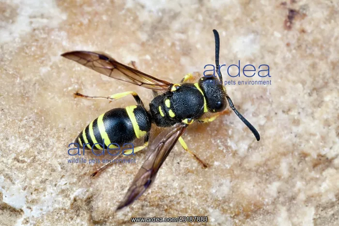 : European Potter Wasp : European Potter Wasp