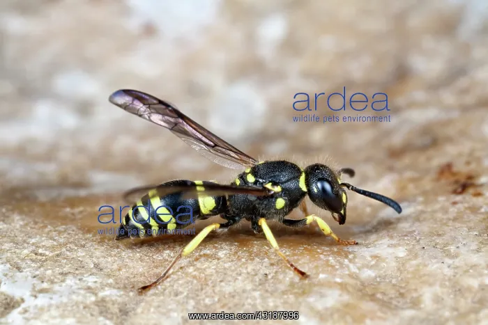 : European Potter Wasp : European Potter Wasp